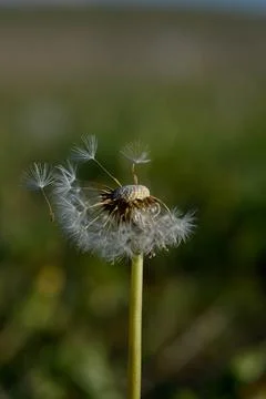 Seedhead of a Dandelion in spring Stock Photos