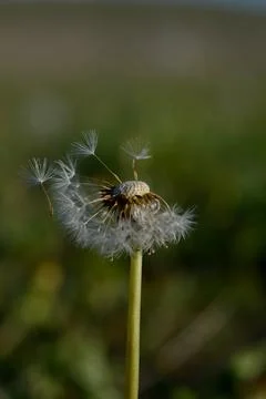 Seedhead of a Dandelion in spring Stock Photos