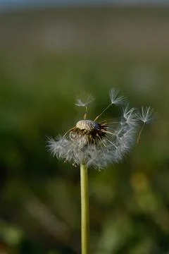 Seedhead of a Dandelion in spring Stock Photos