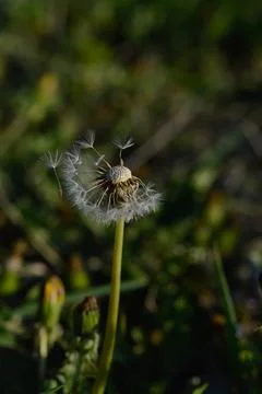 Seedhead of a Dandelion in spring Stock Photos