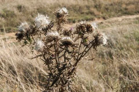 Seedheads of thistle Stock Photos