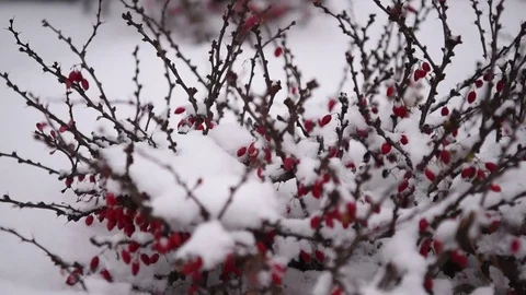 Seeding the bush of red berries with snow Stock Footage 71159286