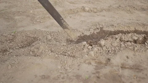 Seeding of cucumber seeds using a hoe. Work with the use of a hoe. The sowing is Stock Footage 80718908