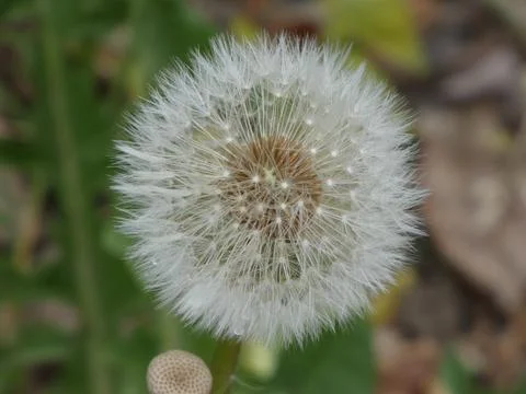 Seeding Dandelion (Close-up) Stock Photos