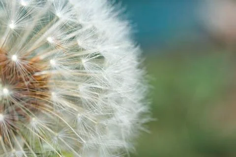 Seeding Dandelion Flower Stock Photos