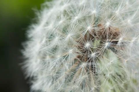 Seeding Dandelion Flower Stock Photos