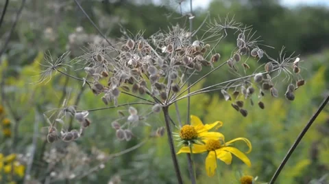 Seeding Flower 스톡 동영상 67295585