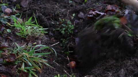 Seeding flowers Stock Footage 83042839