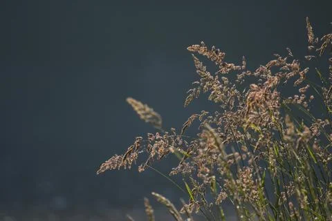 Seeding Grass Stock Photos