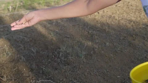 Seeding green manure for vegetable garden. Seeds for agriculture Stock Footage 162499992