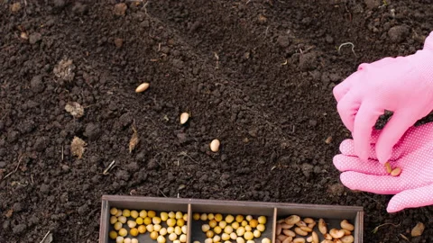 Seeding in the ground Stock Footage 136543948