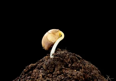 Seeding growth Stock Photos