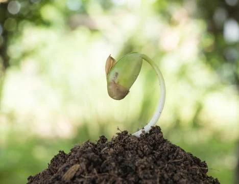 Seeding growth 스톡 사진