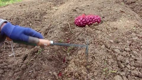 Seeding onion Stock Footage 106656034