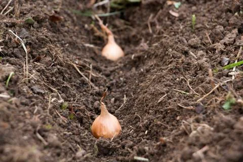 Seeding onion Stock Photos
