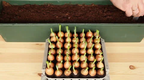 Seeding onions into the large pot 11a, time-lapse Stock Footage 23226260
