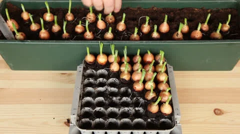 Seeding onions into the large pot 11b Stock Footage 23226419