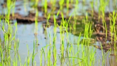 Seeding of paddy rice in field of organic agriculuture farm  스톡 동영상 168050590