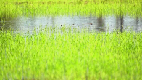 Seeding of paddy rice in field of organic agriculuture farm  스톡 동영상 168051964