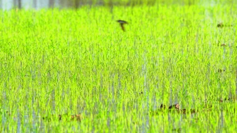 Seeding of paddy rice in field of organic agriculuture farm  Video stock 168052297