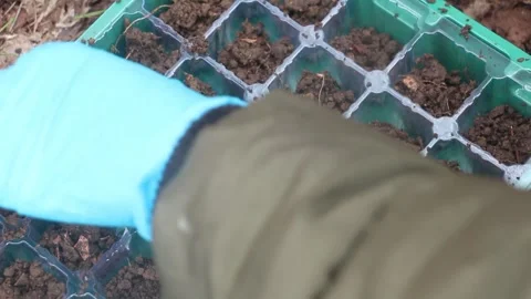 Seeding pepper in small pots with hand Stock Footage 330272776
