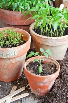Seeding Stock Photos