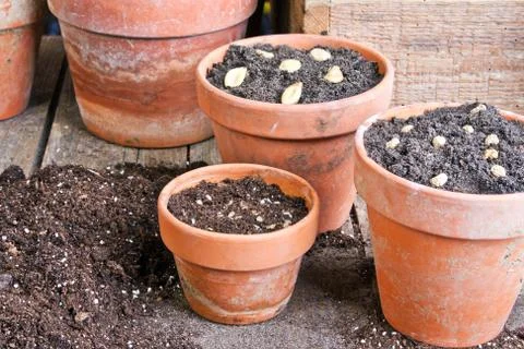 Seeding Stock Photos