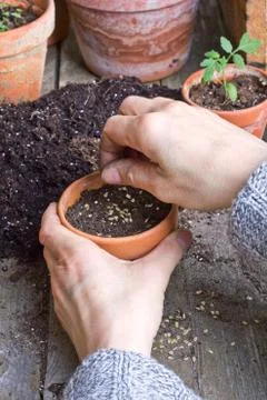 Seeding Stock Photos