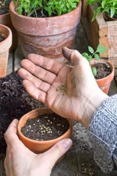 Seeding Stock Photos
