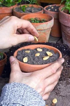 Seeding Stock Photos