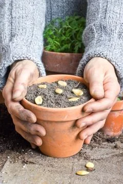 Seeding Stock Photos