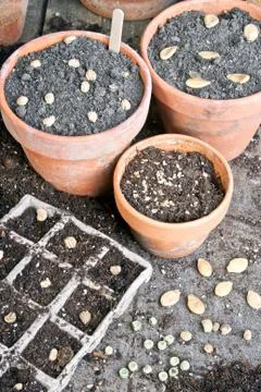 Seeding Stock Photos
