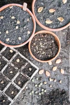 Seeding Stock Photos