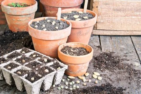 Seeding Stock Photos