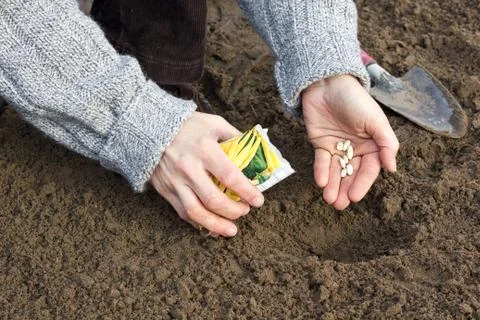 Seeding Stock Photos