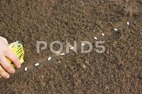 Seeding Stock Photos