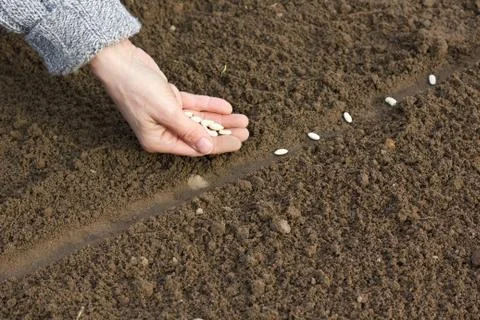 Seeding Stock Photos