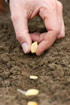 Seeding Stock Photos