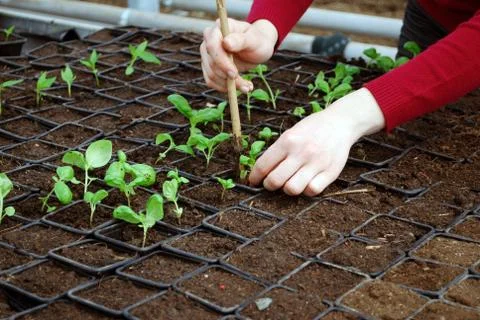 Seeding Stock Photos
