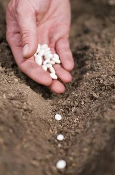 Seeding Stock Photos