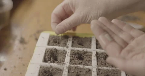 Seeding tray Prep hands close up Stock Footage 306171364