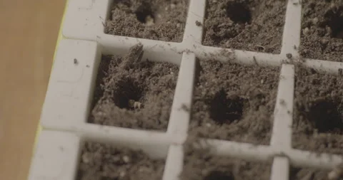Seeding tray Prep hole Stock Footage 306170112