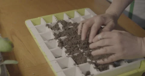 Seeding tray Prep soiling tray - RAW FX6 Stock Footage 306170025