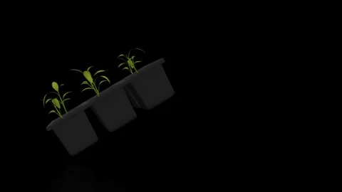 Seeding Tray Turns on itself - loop animation Video stock 251708996