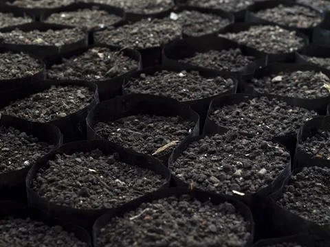 Seeding trays filled with nutritious soil are neatly lined up to prepare fo.. Stock Photos
