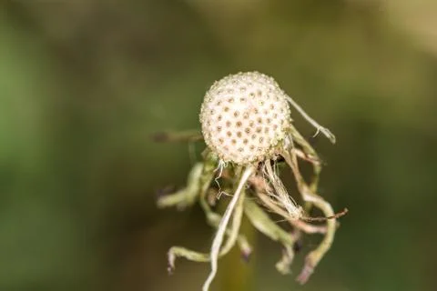 Seedless dandelion seed head Foto stock