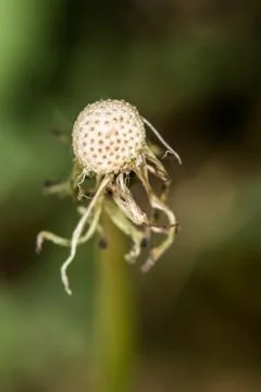 Seedless dandelion seed head Stock Photos