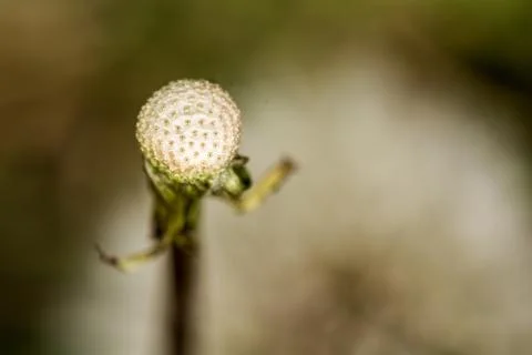Seedless dandelion seed head Stock Photos