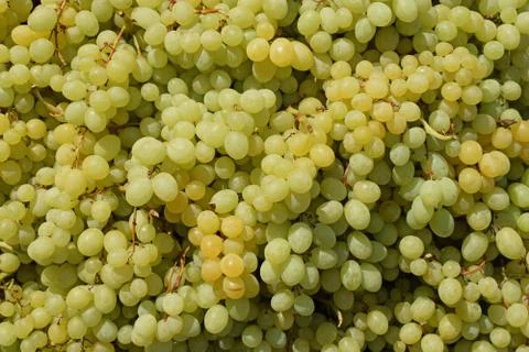 Seedless grapes background Stock-Fotos