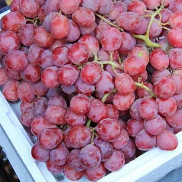 Seedless Red Grapes Stock Photos